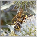 Cerceris rybyensis - Knotenwespe 01 Paarung.jpg